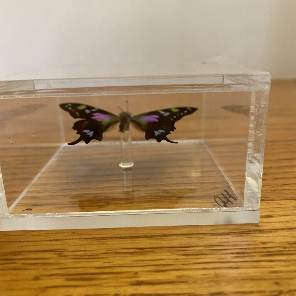 Beautiful Framed Purple Spotted Swallowtail Butterfly - 3.25x3.25 Signed Jeff
